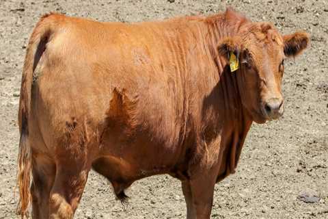 What is the Average Weight of a Show Steer?