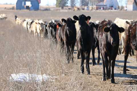 Keeping an Oklahoma Show Steer on Your Property: What You Need to Know