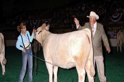 What Age Should You Show Your Steer At?