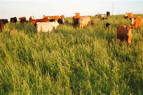 How to Show an Oklahoma Show Steer Without Making Common Errors