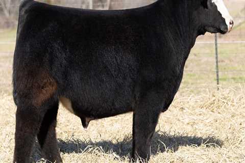 What is the Ideal Leg Structure for an Oklahoma Show Steer?