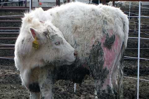 Showing an Oklahoma Show Steer: Health Considerations for a Winning Performance