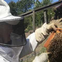 Where to Find Beekeepers Offering Wax Rendering Services in Sacramento, CA