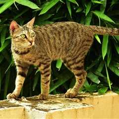 Can You Turn an Outdoor Cat Into an Indoor Cat? Facts & Tips