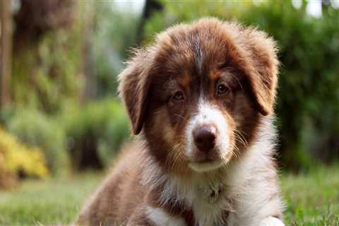 Testing for Australian Shepherds: A Comprehensive Guide