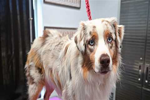 Do Australian Shepherds Need Grooming? - A Guide for Pet Owners