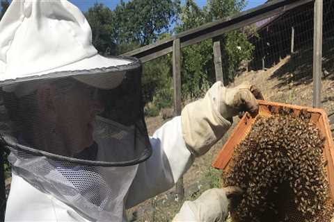 Where to Find Beekeepers Offering Wax Rendering Services in Sacramento, CA