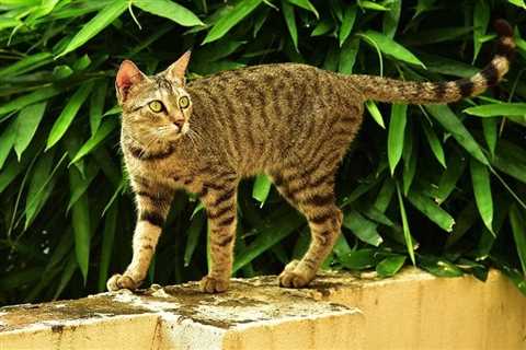 Can You Turn an Outdoor Cat Into an Indoor Cat? Facts & Tips