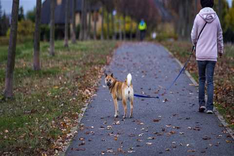 Do Pet Sitters in Nashville, TN Offer Training Services?