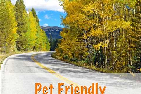 Top 10 Pet Friendly Road Trips For Fall