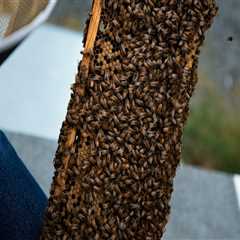 Beekeeping Services in Sacramento: Get the Best from The Bee Box