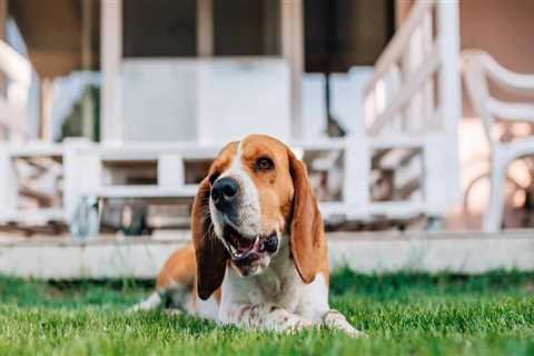 Do Pet Sitters in Nashville, TN Offer Yard Clean-Up Services?