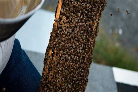 Beekeeping Services in Sacramento: Get the Best from The Bee Box