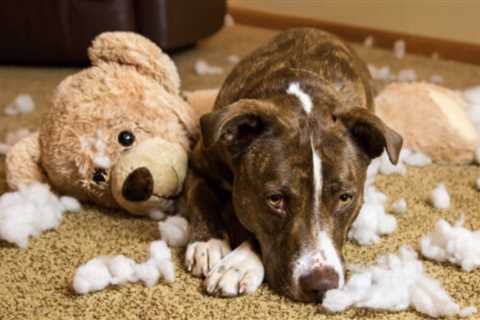 Ask A Dog Trainer: Why Does My Dog Destroy Things When I’m Gone?