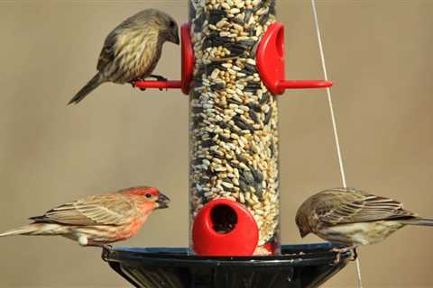 How to Choose a Bird Feeder: A Comprehensive Guide