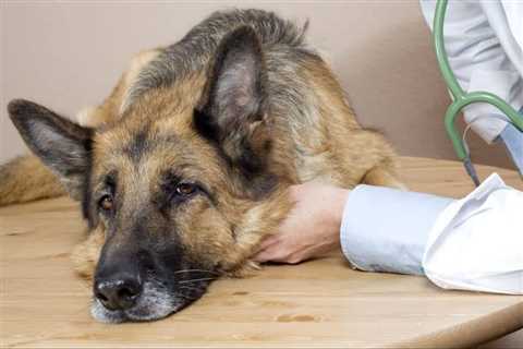 Can Your Dog Catch The Flu?