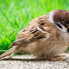 Bird Dehydration: The Signs, Treatment and Avian Life-Saving Tips