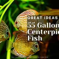 Centerpiece Fish For 55 Gallon Tank [Best Community Ideas]