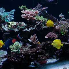 UV Light for your Reef Aquarium? | Reef Receipts