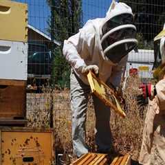 Beekeepers in Sacramento, CA: Get the Best Bee Removal Services