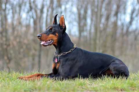 The 13 Best Dog Food Toppers for Dobermans