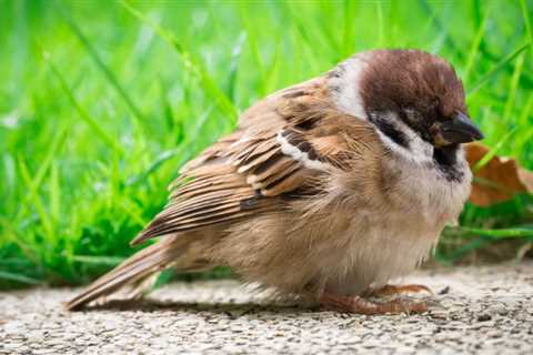 Bird Dehydration: The Signs, Treatment and Avian Life-Saving Tips