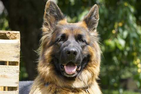 The 13 Best Dog Food Toppers for German Shepherds