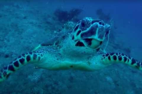 Sea Turtle Swims Straight Up To Diver To Signal For Help