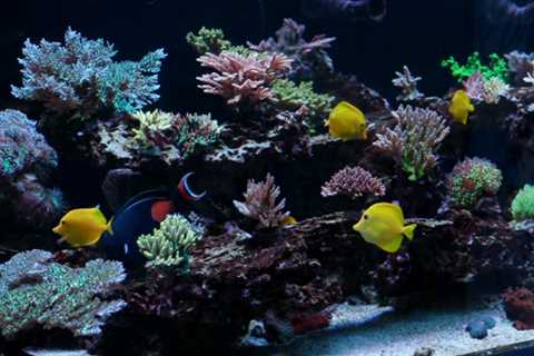 UV Light for your Reef Aquarium? | Reef Receipts