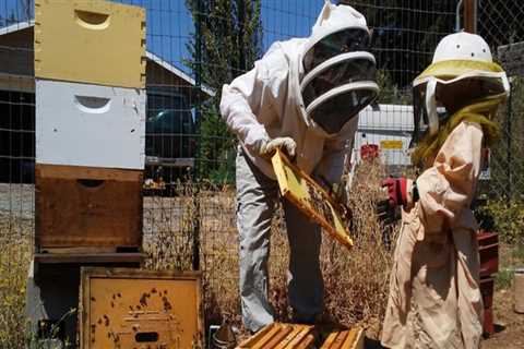 Beekeepers in Sacramento, CA: Get the Best Bee Removal Services