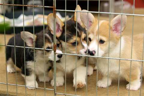 14 Must-Know Facts if you Really want to Adopt a Corgi