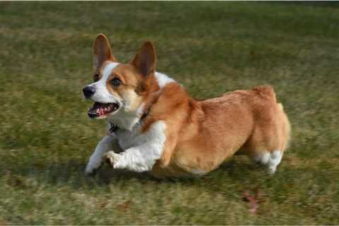 11 Reasons Why You Should Never Adopt a Corgi