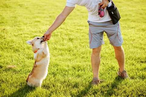 12 Tips on How Much You Should Feed Your Corgi Puppy