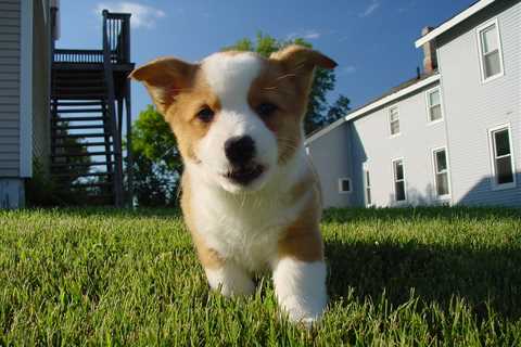 Corgi Weight by Age (and Growth)