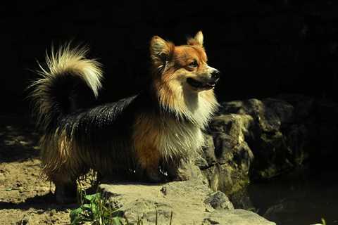 Facts About Corgis With Long Tails