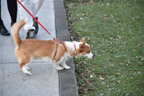 Are Corgis Born Without Tails?