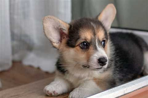 5 Reasons Why Corgis Are Good For Apartments