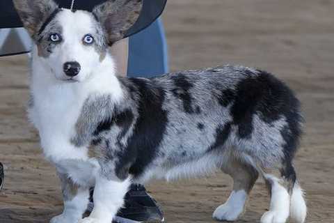 Eight Things You Need To Know Before Buying A Merle Corgi