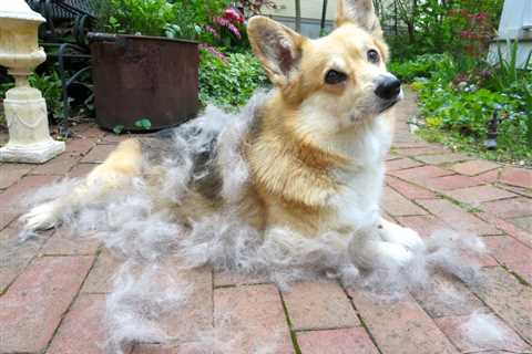 15 Steps on How To Groom A Corgi [Step By Step How-To Guide]