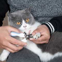 Do I Really Need to Trim My Cat’s Nails? Grooming Facts & Tips