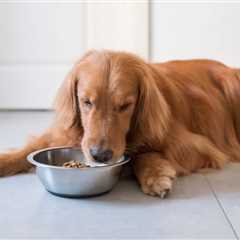 How To Boil Chicken For Dogs – Step-By-Step Guide