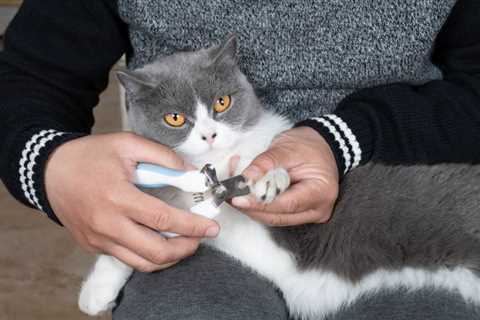 Do I Really Need to Trim My Cat’s Nails? Grooming Facts & Tips