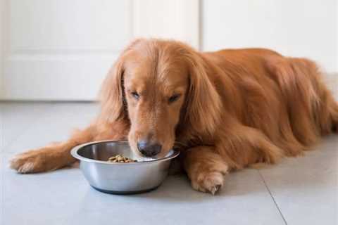 How To Boil Chicken For Dogs – Step-By-Step Guide