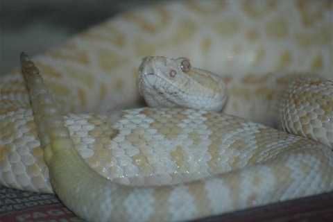 Herp Photo of the Day: Happy Rattlesnake Friday!