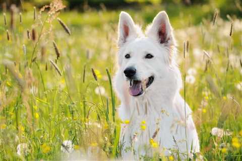 Allergy Shots for Dogs: Does Your Pup Need Them?