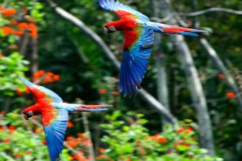 Why Don’t Parrots Migrate Like Other Bird Species?