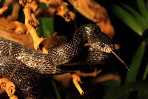 Herp Photo of the Day: Mangrove Snake