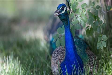 Exploring The Rich Biodiversity: Wildlife In Lubbock, Texas