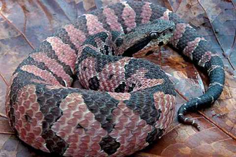 Herp Photo of the Day: Happy Rattlesnake Friday!