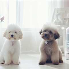 Do Hypoallergenic Dog Breeds Like Poodles and Shih Tzus Reduce Allergy Risk?